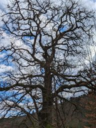 Landsberg eranthis hiemalis