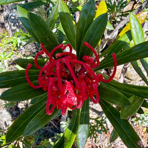 We were delighted to see that there was still lots of Waratah showing off on today's walk