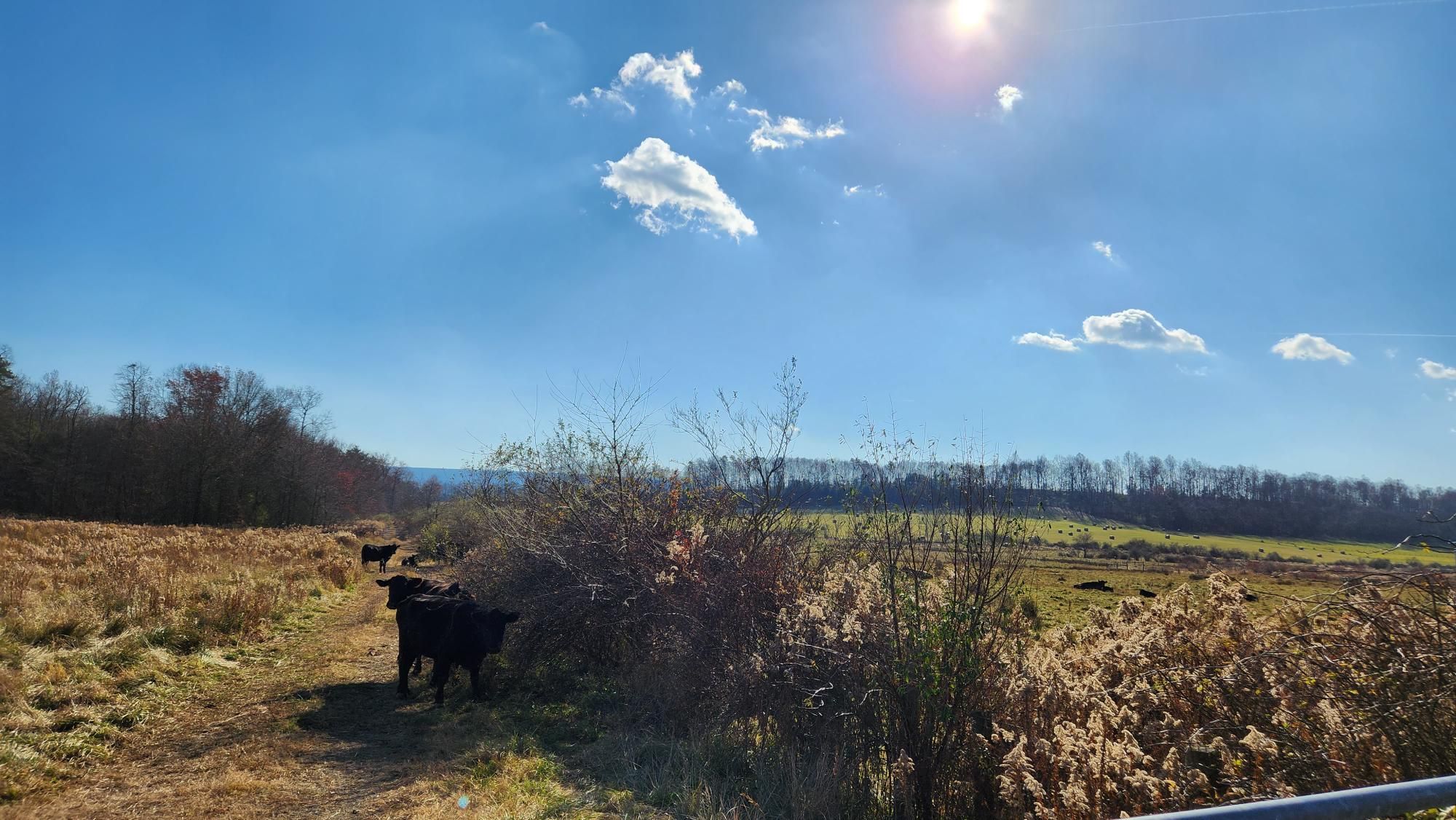 LORI FAUST Strava Runner Profile