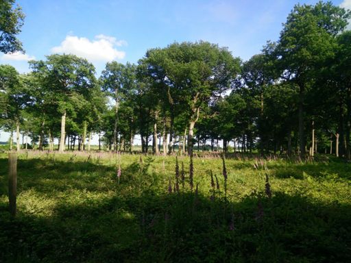 Un champs de fleur violette trop jolie, devant l'ancêtre de perthe que j'ai pas vu d'ailleurs