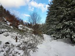 Donon à l’improviste