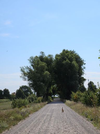 Zając w Sieburczynie