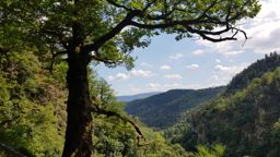 Rando Schneeberg Nideck