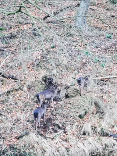 Und dann noch wilde Tiere gesehen. Und das in unserer Gegend. 😃😎
