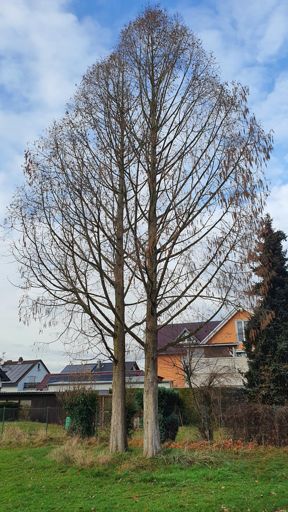 Mainhausen_ID24196_UM_Dieselstr. 10