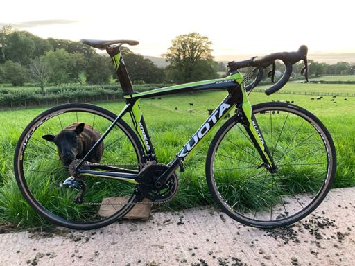 I think one of the sheep wanted a spin 🤭