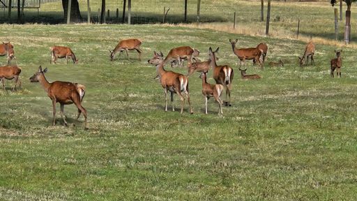 Farmed deer on Pigeon Valley Road near our camp.