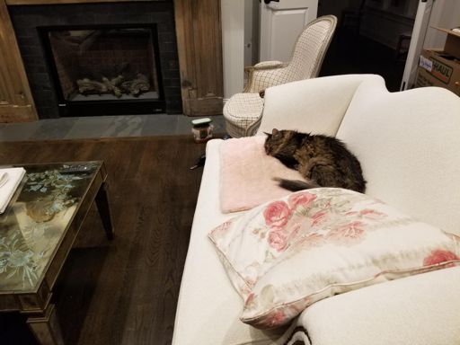 Resting up for tomorrow😉🐈