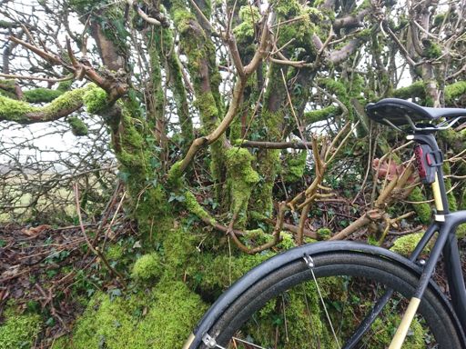 Misty moisty mossy up here.