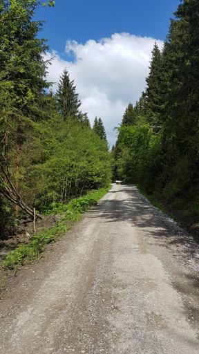 Mlady maco na prechadzke (rovno po ceste)