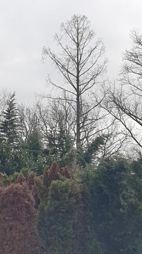 Oberursel_ID23839_UM_Altkönigstraße 112-100