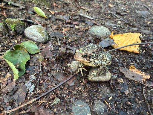 The Guardian of the Great Gulf Wilderness will only allow you safe passage if you are pure of heart.