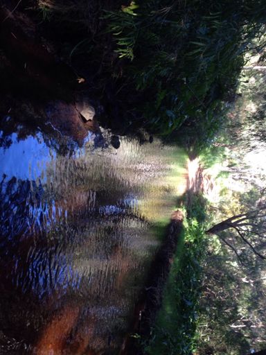 Made it about halfway through. The water was knee deep!