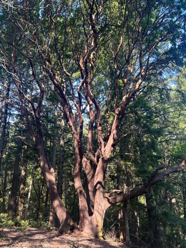 A very grand madrone