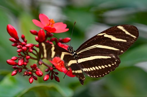 Zebra Longwing 🦋- Plantation FL