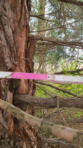 Butzbach_ID24109_BM_Am Rauchweg_BHD1,3m