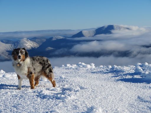 Piper on Guyot with Carrigain behind him