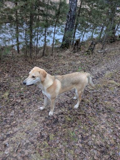 Ваззап, ма Бой!