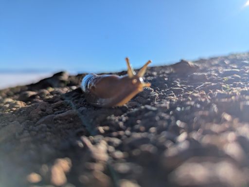 Banana slug on Page Mill!