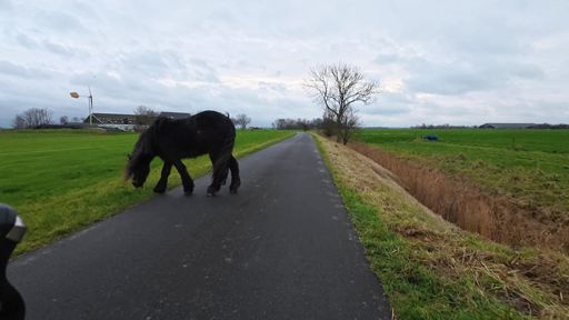 Paard op straat 🐴