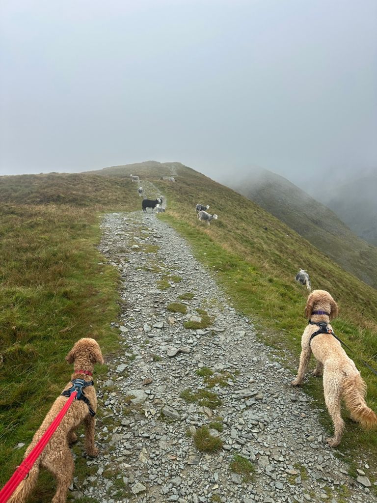 Lakes Day 1 - Troutbeck Loop-3