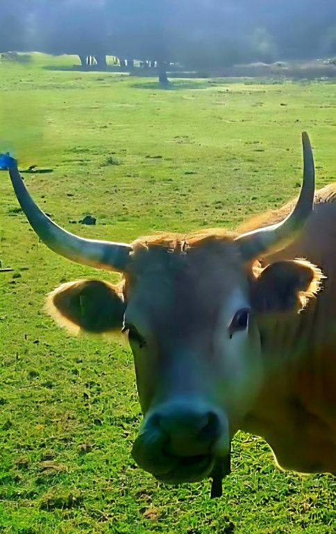 Digitopuntura en el ciático