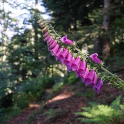 Entre le col d’Amic et le Vieil Armand