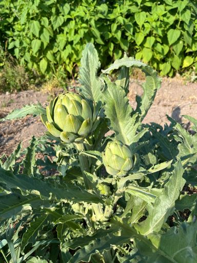 I walked to the garden at our hotel in Baie-Saint-Paul before we headed to Quebec City.  I had never seen artichokes growing.