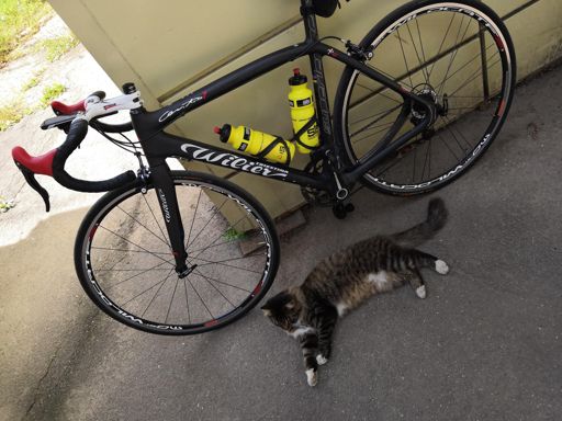 Кот лежал до меня, поставил велик рядом, даже ухом не повёл)