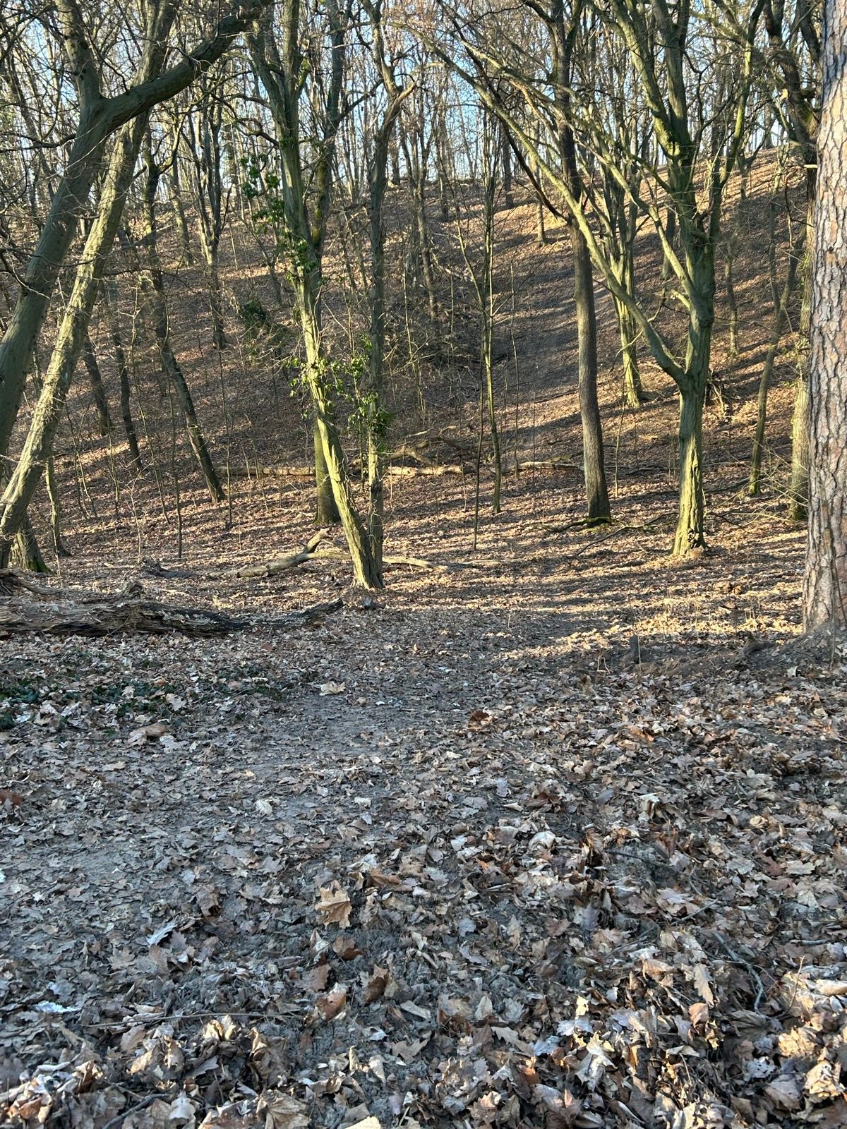 Dem Schützling unter einem Vorwand die berühmt-berüchtigte Senke der Crossrunde auf Pichelswerder gezeigt, dabei musste das Schwelgen in Erinnerungen legendärer Berliner Meisterschaftsrennen über sich ergehen lassen:-))