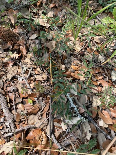 Stick bug doing HIT intervals on the shoulder