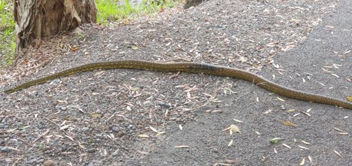 Python on FLT at Belmont.
