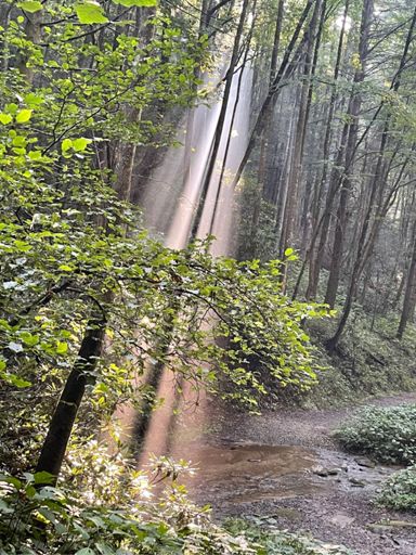 Beautiful sunrays coming through the trees on the Bear Creek descent.