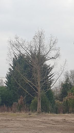 Rodgau_ID24253_UM_Raiffeisenstraße 2