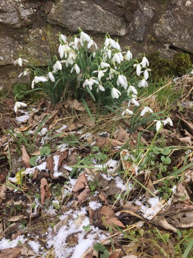 Snowdrops and snow ❄️🌱🌱