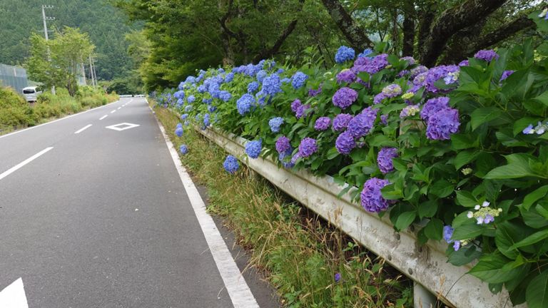 あじさいの季節ですね～