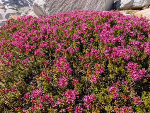 Pink Mountain Heather.
