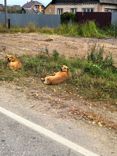 Уже несколько лет(как мне кажется) они на этом месте 