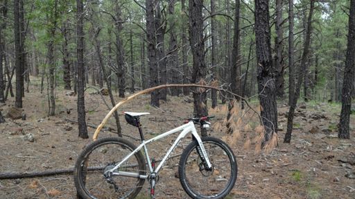 Dang bull elk trying to hide the secret track