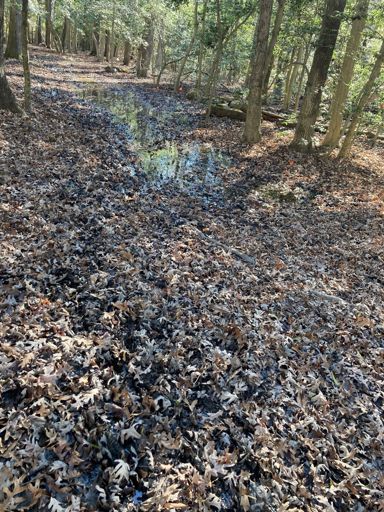 Mud swamp under the leaves