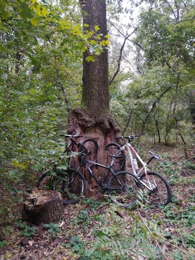 Лісова велопарковка