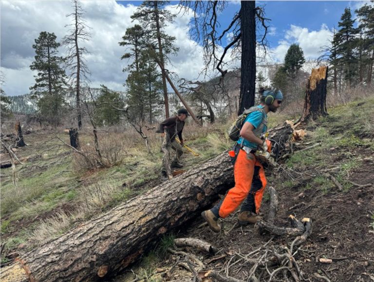 cutting trees on trail