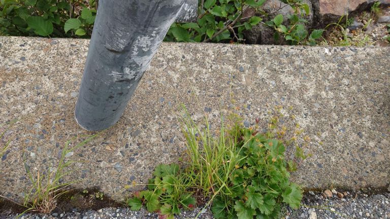 実は下りの途中でギャップ踏んだ際にスマホがポケットから飛び出て😱...　崖下に落ちるまであと10cmだった😅