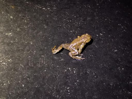 Frogs in February?  Insane...