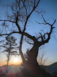 Pierre-piquée Derzognier