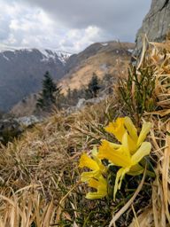 Grimpette aux clochers de petit Hohneck