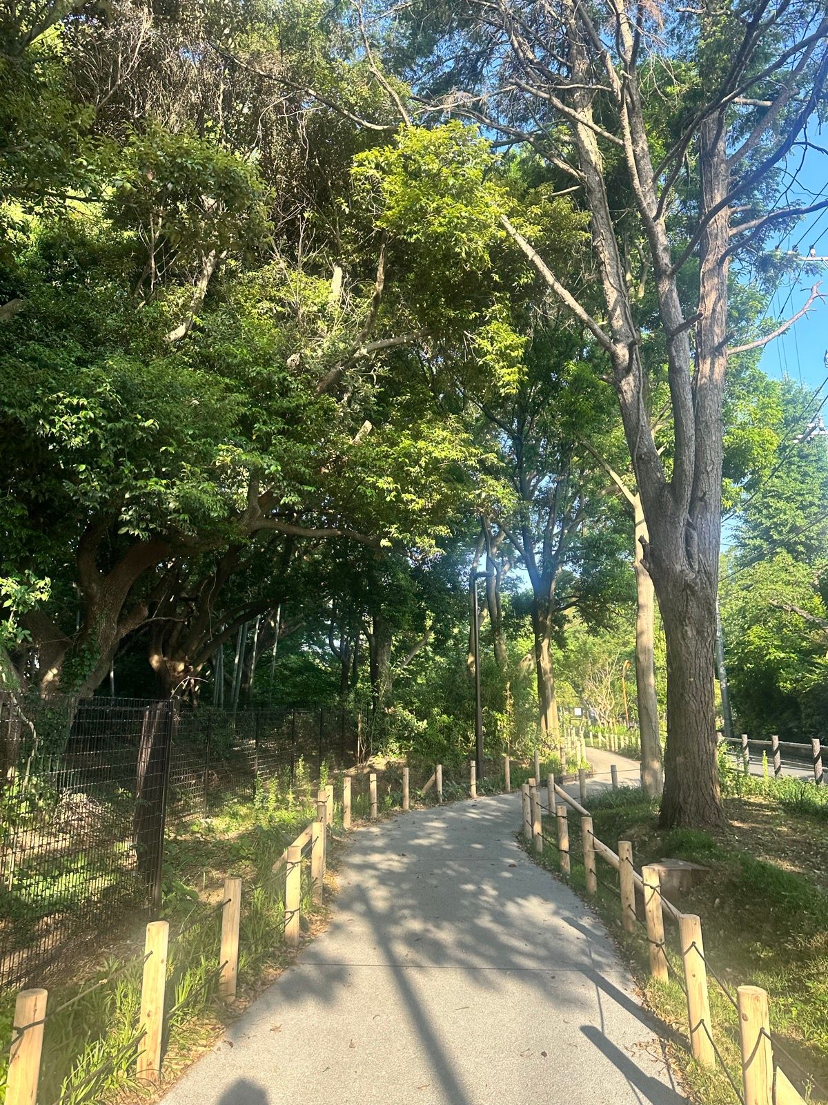 Morning Run