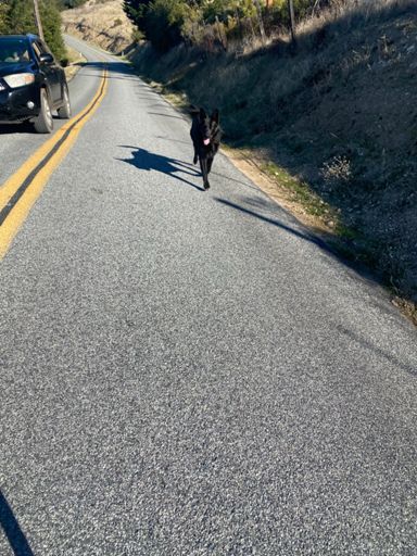Yes, the driver of the car on the left is ’walking’  the dog on the right. 🤷‍♂️   At least they left me a path to ride through!