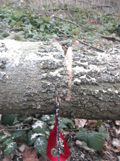 Säge etwas zu diesem Bild