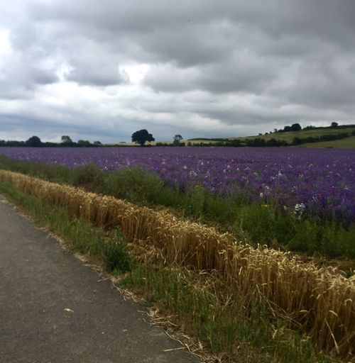Some gorgeous purple flowers blooming along the Waddesdon Greenway.